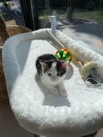 Kittens, Meerdere dieren, Ontwormd, 0 tot 2 jaar