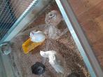 Te koop japanse kwartel, Dieren en Toebehoren, Geslacht onbekend, Tropenvogel, Geringd
