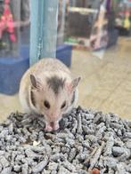 Tamme Goudhamsters & Dwerghamsters, Dieren en Toebehoren, Knaagdieren, Hamster, Juli, Meerdere dieren, Tam