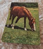 Bruin paard eet gras in de wei, Verzenden, Gelopen, Paard