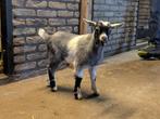 Dwerggeit Blauwschimmel bokje, Dieren en Toebehoren, Schapen, Geiten en Varkens, Mannelijk, Geit, 0 tot 2 jaar