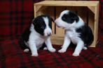 Border Collie Pups stamboek, Reu, 8 tot 15 weken, Collie, Meerdere