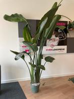 Grote Strelitzia Nicolai - 2.5m Hydrocultuur, 200 cm of meer, Overige soorten, In pot, Groene kamerplant