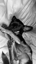 Chihuahua pup 10 maand oud Zwart, Dieren en Toebehoren, Honden | Niet-rashonden, Rabiës (hondsdolheid), 15 weken tot 1 jaar, Reu