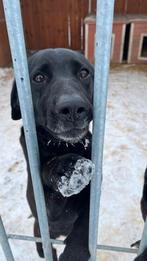 Honden voor adoptie, Particulier, Buitenland, Parvo, Meerdere
