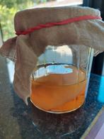 Kombucha scoby zwam, Diversen, Levensmiddelen, Ophalen