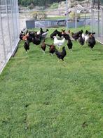 Marans en groenleggers, Vrouwelijk, Kip