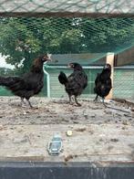 Jonge marans kippen te koop, Dieren en Toebehoren, Pluimvee
