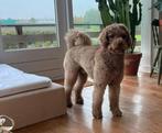 kruising tussen een Labradoodle en een Spaanse Waterhond., Parvo, Eén hond, 3 tot 5 jaar, Nederland