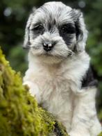 Schattige pups Boomer met Dwergpoedel! Meerdere kleuren