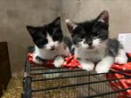Te koop boerderijkittens, Kortharig, 0 tot 2 jaar