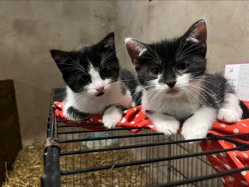 Te koop boerderijkittens, Dieren en Toebehoren, Katten en Kittens | Overige Katten, Kortharig, 0 tot 2 jaar