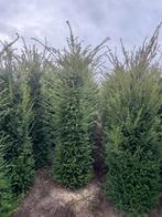Taxus baccata, Ophalen, Taxus, 100 tot 250 cm