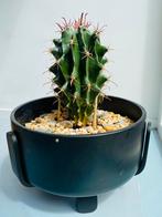 Cactus Ferocactus Latispinus, Ophalen, Cactus, Minder dan 100 cm