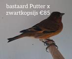 TE KOOP TWEE MOOI BASTAARD MANNEN, Dieren en Toebehoren, Vogels | Overige Vogels, Mannelijk, Wildzangvogel