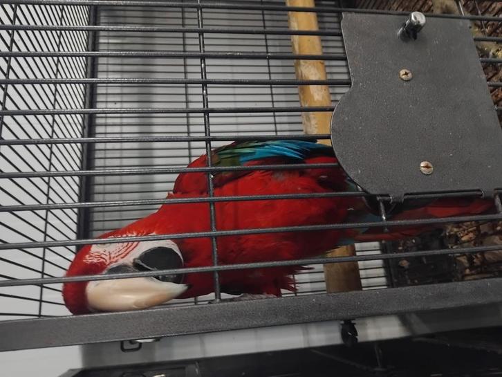 Groenvleugel ara, Dieren en Toebehoren, Vogels | Parkieten en Papegaaien, Papegaai, Mannelijk, Tam