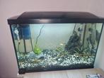 Aquarium compleet met toebehoren (superfish start70 tropical, Dieren en Toebehoren, Ophalen of Verzenden, Zo goed als nieuw, Gevuld zoetwateraquarium