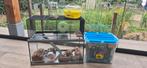 Hamsterkooi met toebehoren, Dieren en Toebehoren, Minder dan 75 cm, Zo goed als nieuw, Hamster, Ophalen