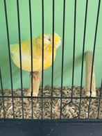 Te koop gevraagd paar glosters, Meerdere dieren, Kleurkanarie