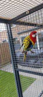 Prachtrossela, Mannelijk, Parkiet, Geringd