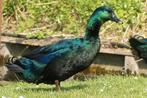 Zeldzame jonge Cayuga eendjes, leggen blauw groene eieren, Dieren en Toebehoren, Pluimvee, Eend