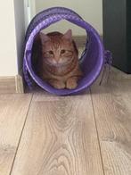 Kater 15 maanden zoekt nieuwe baasje, Kater, Langharig, 0 tot 2 jaar