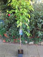 Blauwe regen. Wisteria floribunda domino, Lente, 100 tot 250 cm, Volle zon, In pot