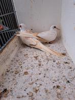2 Koppels diamantduiven Topaas., Dieren en Toebehoren, Vogels | Duiven, Meerdere dieren, Overige soorten