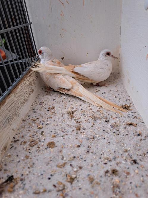 2 Koppels diamantduiven Topaas., Dieren en Toebehoren, Vogels | Duiven, Overige soorten, Meerdere dieren
