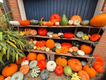 Mooie pompoenen en kalebassen.  beschikbaar voor biedingen