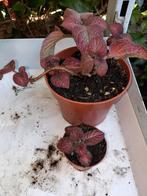 Episcia Malayan Gem., Huis en Inrichting, Ophalen, Overige soorten, Minder dan 100 cm