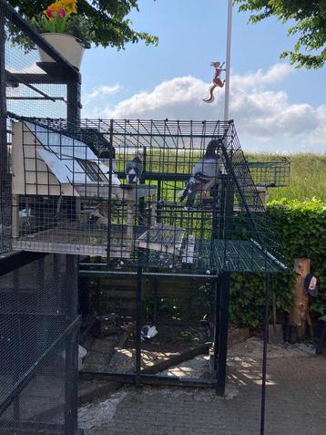 Kooi om duiven uit te laten wennen / postduiven beschikbaar voor biedingen