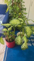 twee moi diefenbechia plant, Ophalen, Overige soorten, Minder dan 100 cm
