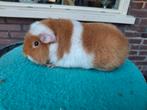 Leuke us teddy beer, Dieren en Toebehoren, Knaagdieren, Cavia, Juni, Mannelijk, Tam