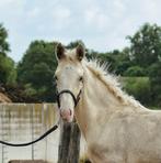 TE KOOP  Gelders veulen van 2025 - Edmundo x Atze, Dieren en Toebehoren, Niet van toepassing, 0 tot 2 jaar, Hengst, Gechipt