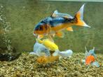 6 koi karpers van 30cm, Vis
