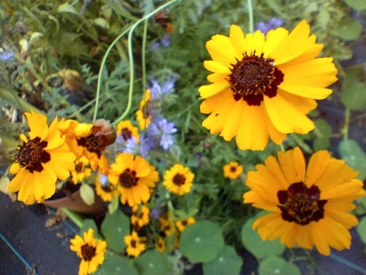 meisjesogen zaad uit biologische tuin, Tuin en Terras, Bloembollen en Zaden, Zaad, Voorjaar, Volle zon, Ophalen of Verzenden