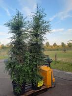 Sequoia nog 60 stuks, Tuin en Terras, Planten | Bomen, Ophalen, Volle zon, Overige soorten
