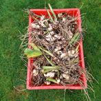 Rode Canna Knollen te Koop, Tuin en Terras, Bloembollen en Zaden, Ophalen of Verzenden, Voorjaar, Volle zon, Knol