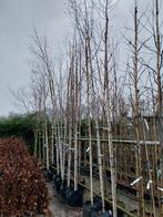 Betula Pendula - Prachtige Berk voor uw tuin!, Tuin en Terras, Planten | Bomen, Overige soorten, Lente, 250 tot 400 cm, Ophalen