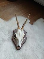 Schedel echt reegeweitje, Verzamelen, Dierenverzamelingen, Ophalen of Verzenden, Zo goed als nieuw, Hert, Schedel