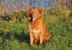 Nova Scotia Duck Tolling Retriever dekreu met stamboom, CDV (hondenziekte), Particulier, 1 tot 2 jaar, Reu