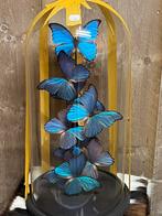 Stolp met opgezette vlinders  blauwe vlinder taxidermie, Verzamelen, Dierenverzamelingen, Nieuw, Overige soorten, Opgezet dier