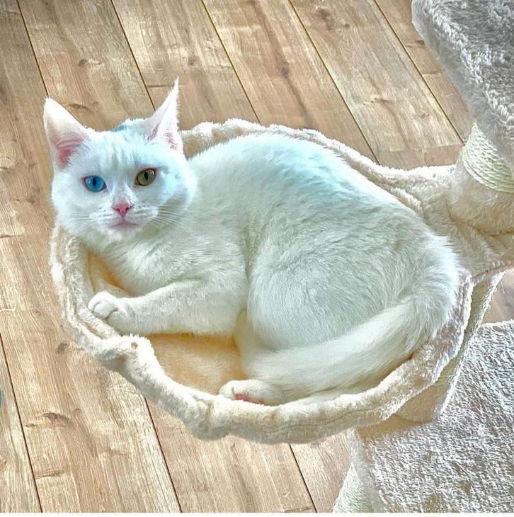 Prachtige en lieve poes en kat main coon x munchkin x Bengal, Dieren en Toebehoren, Katten en Kittens | Overige Katten