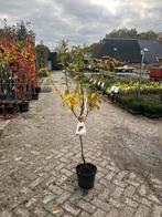 Mespilus Westerveld - Mispelboom, Overige soorten, Lente, 100 tot 250 cm, Ophalen