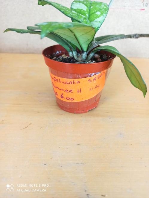 hoya crassipetiilata pm 8 nummer H1124, Huis en Inrichting, Kamerplanten, Overige soorten, Minder dan 100 cm, Ophalen of Verzenden
