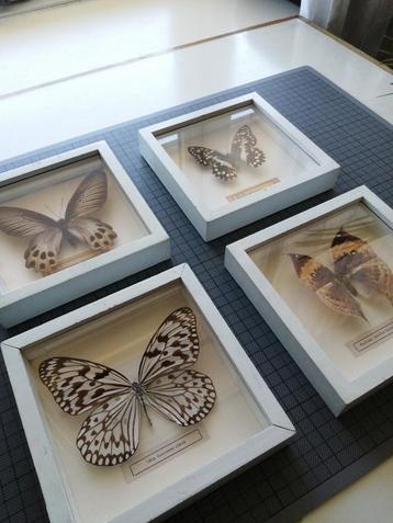 Vlinder in lijst Opgezette vlinders Taxidermie 4 stuks €30 beschikbaar voor biedingen