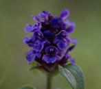 Brunel, Ophalen of Verzenden, Zomer, Vaste plant, Halfschaduw
