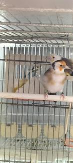 Majoor Putter man komt uit egelhad 2023, Mannelijk, Wildzangvogel
