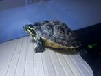 Schildpad (1year old), Dieren en Toebehoren, Reptielen en Amfibieën, Schildpad, Met terrarium, 0 tot 2 jaar